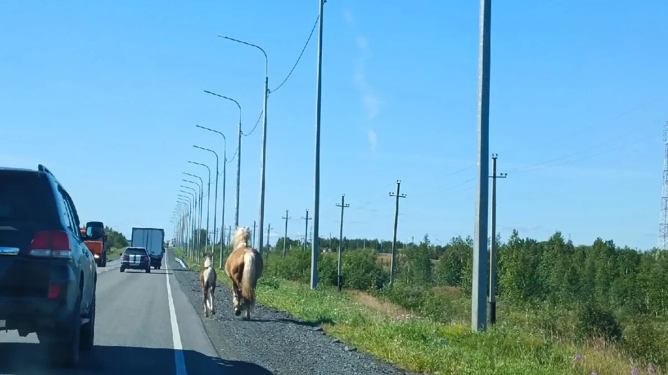 На въезде в Салехард заметили сбежавшую лошадь с жеребенком. Говорят, они  поскакали к губернатору | «Красный Север»