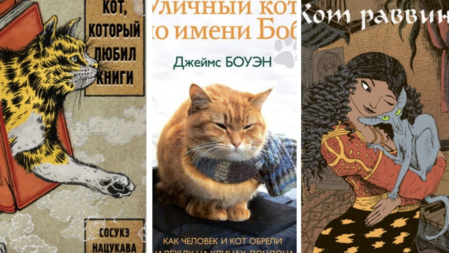 Устами котёнка: рыжий спаситель, хранитель книг и алжирский говорун |  «Красный Север»