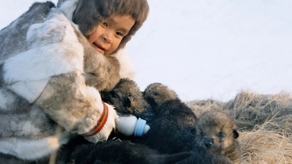 Малыш выхаживает волчат. Скорее всего, их мать была убита. Фото: Хабэча Яунгад / из архива «Ямал-Медиа»