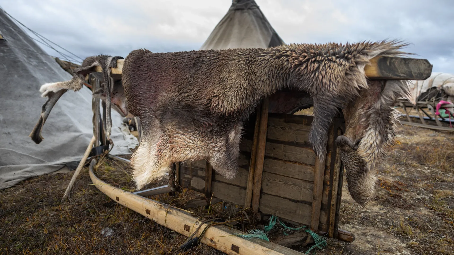 Шкуры оленя незаменимы и в традиционном хозяйстве кочевников. Фото: Фёдор Воронов / «Ямал-Медиа»