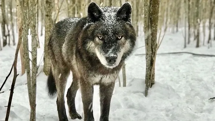 Канадский волк Акела. Фото: Андрей Мусиенко