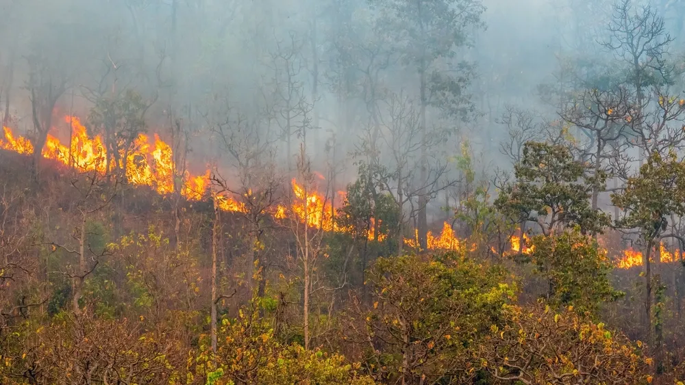 На Ямале снова начались лесные пожары. Фото: Toa55 / Shutterstock.com