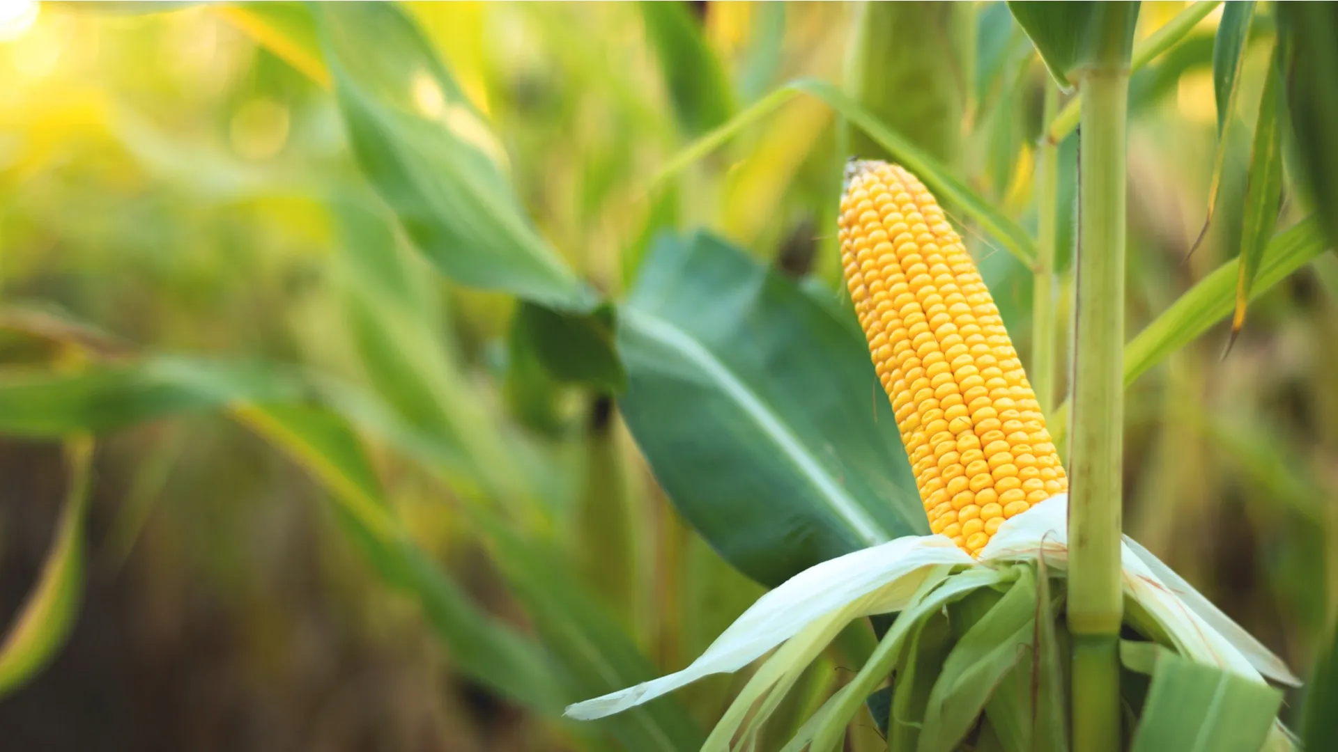 На юге России придумали безотходное производство из кукурузы. Фото: Taras Valerievich / Shutterstock.com