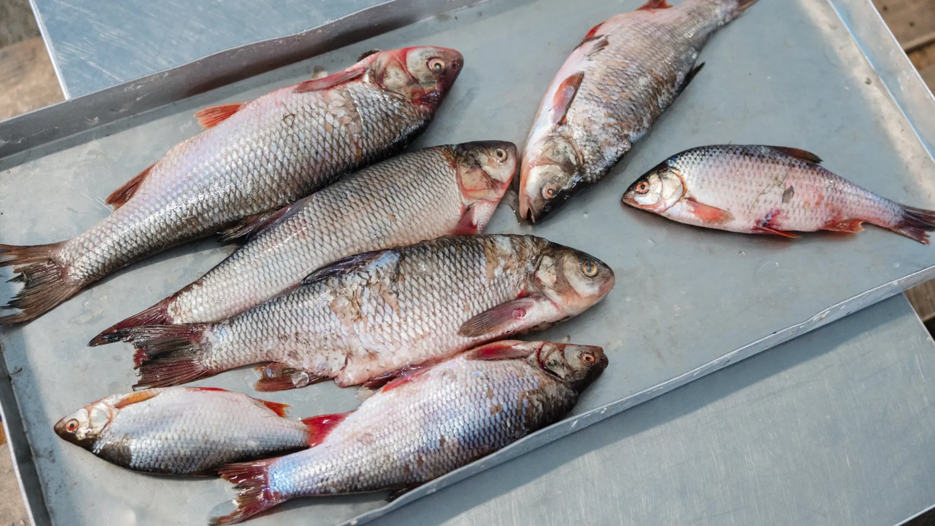 Рыба — второй после оленины стратегический продукт Ямала. Фото: Андрей Ткачёв / «Ямал-Медиа»
