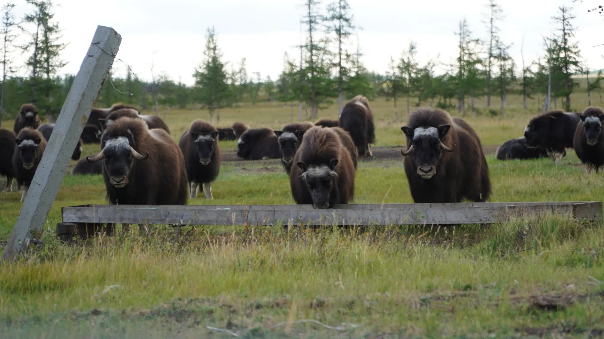 В природном парке два вольера, где содержатся более сотни овцебыков. Фото: Ярослав Соколкин
