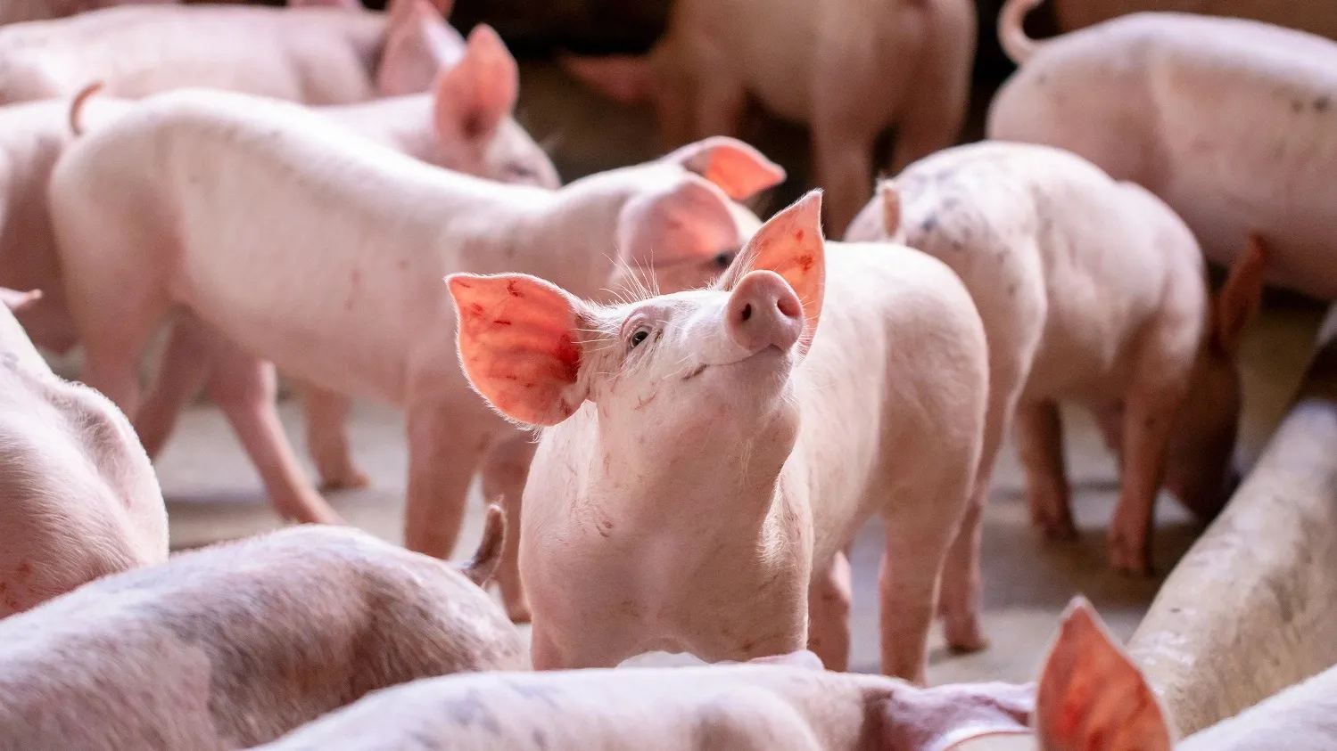 Производительность свинофермы — 515 голов в год. Фото: Manop Boonpeng / shutterstock.com
