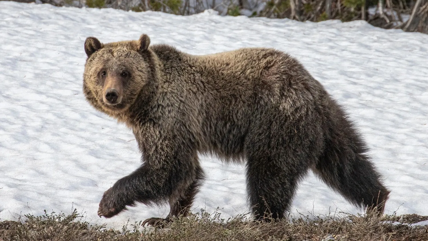 С голодным после зимней спячки медведем лучше не встречаться. Фото: BlueBarronPhoto / Shutterstock / Fotodom
