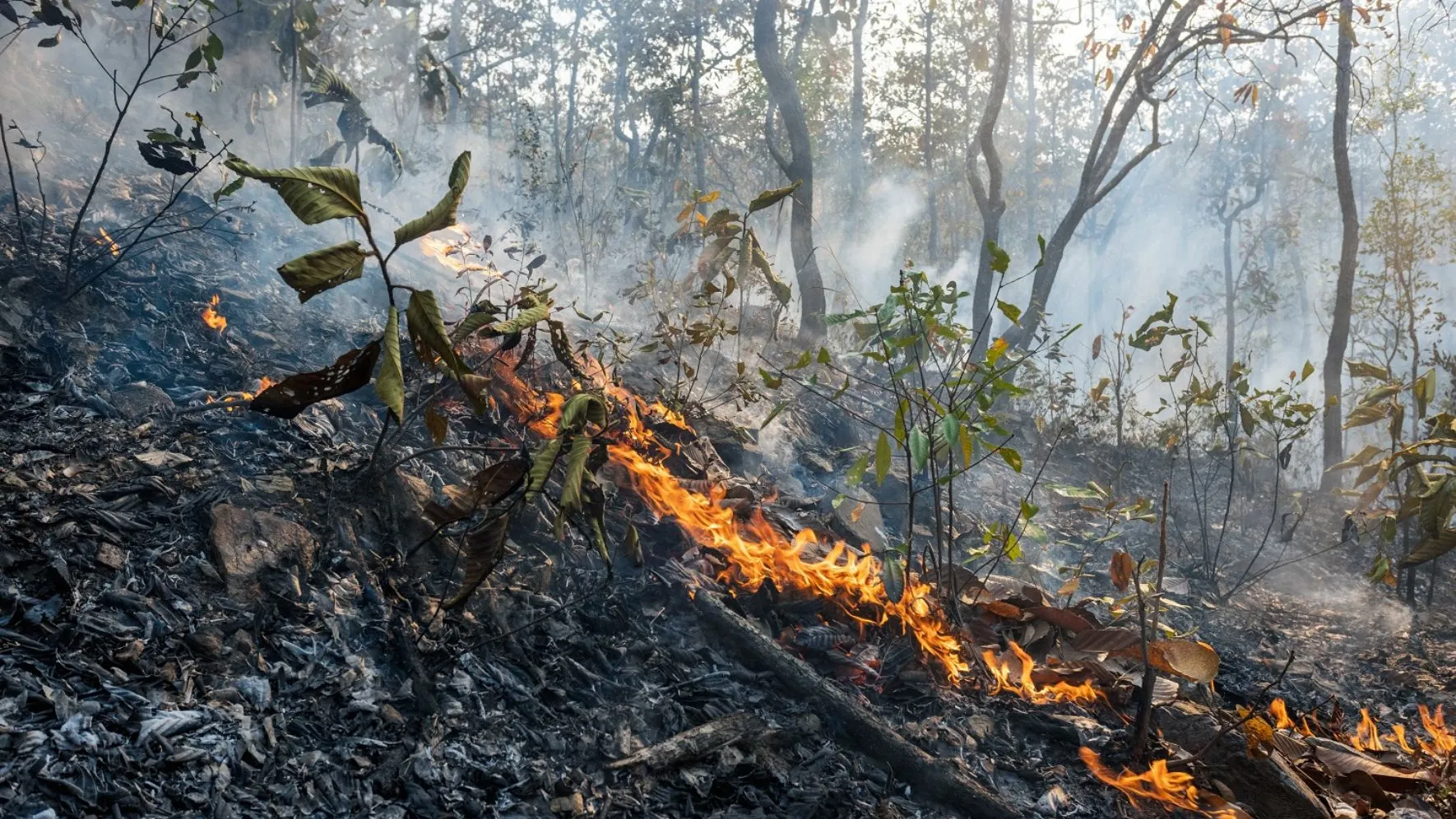 Лесные пожары чаще всего возникают по вине человека. Фото: Toa55 / shutterstock.com