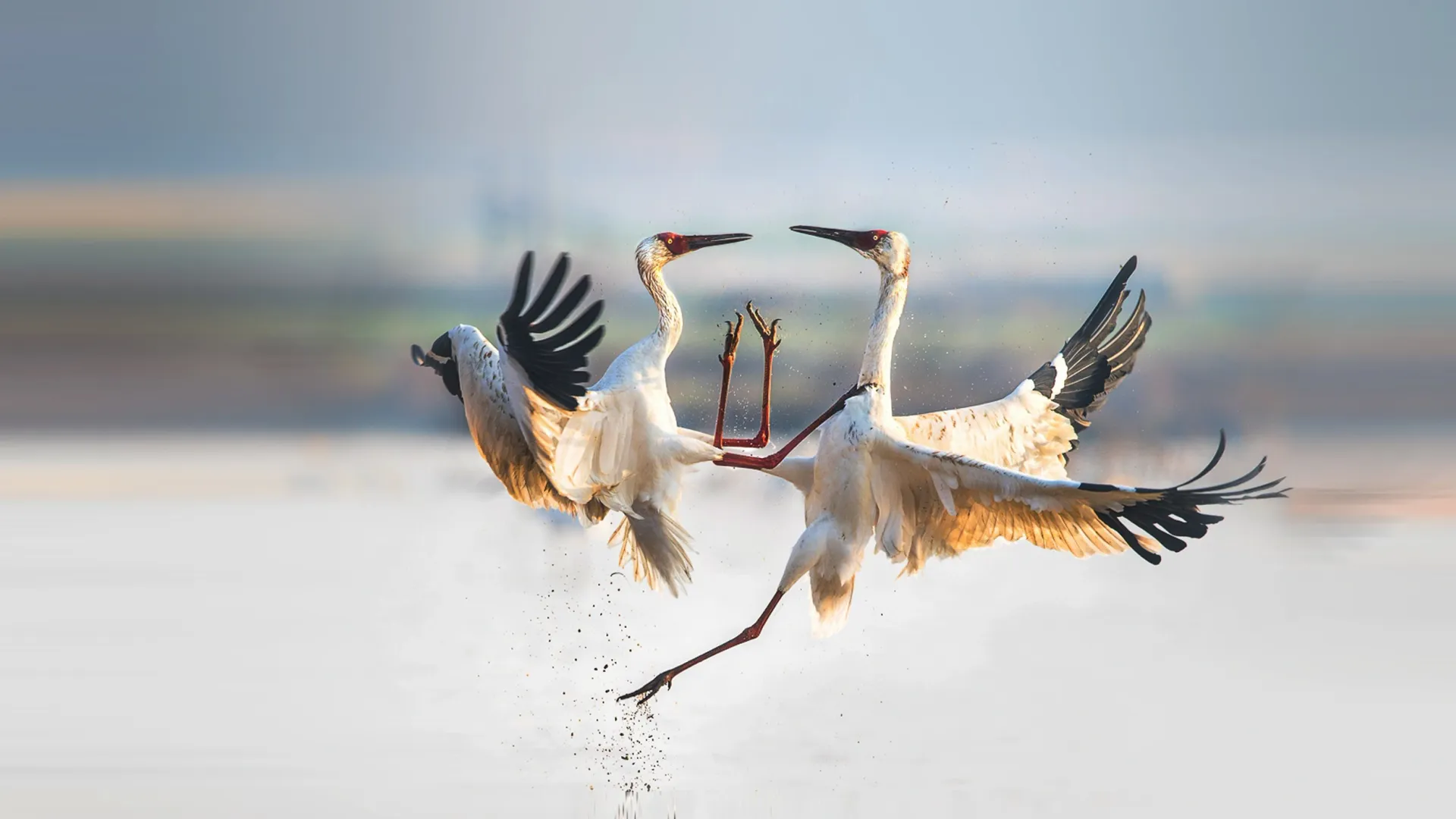 По прилетевшим птицам предсказывали погоду на год. Фото: Wang LiQiang/Shutterstock/Fotodom
