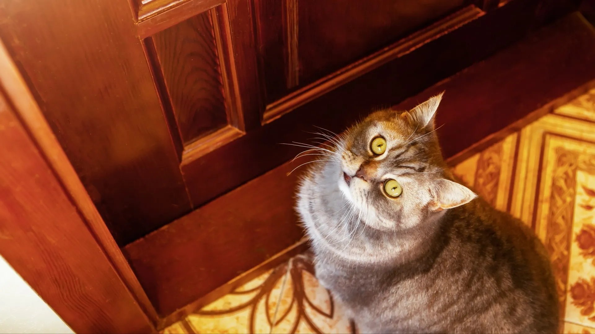 Кошка мяукает для «проверки связи». Фото: Natalliaskn / Shutterstock / Fotodom