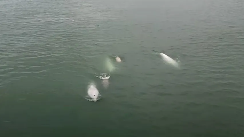 На  видео попали как минимум пять полярных дельфинов. Кадр из видео: t.me/gazprom_ndm
