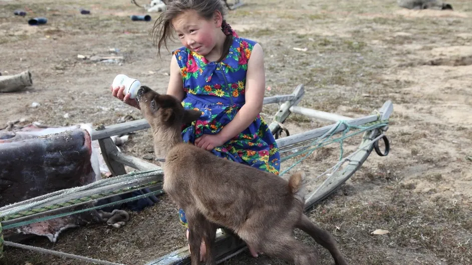 Девочка кормит авку — ручного олененка. Фото: Хабэча Яунгад / из архива «Ямал-Медиа»