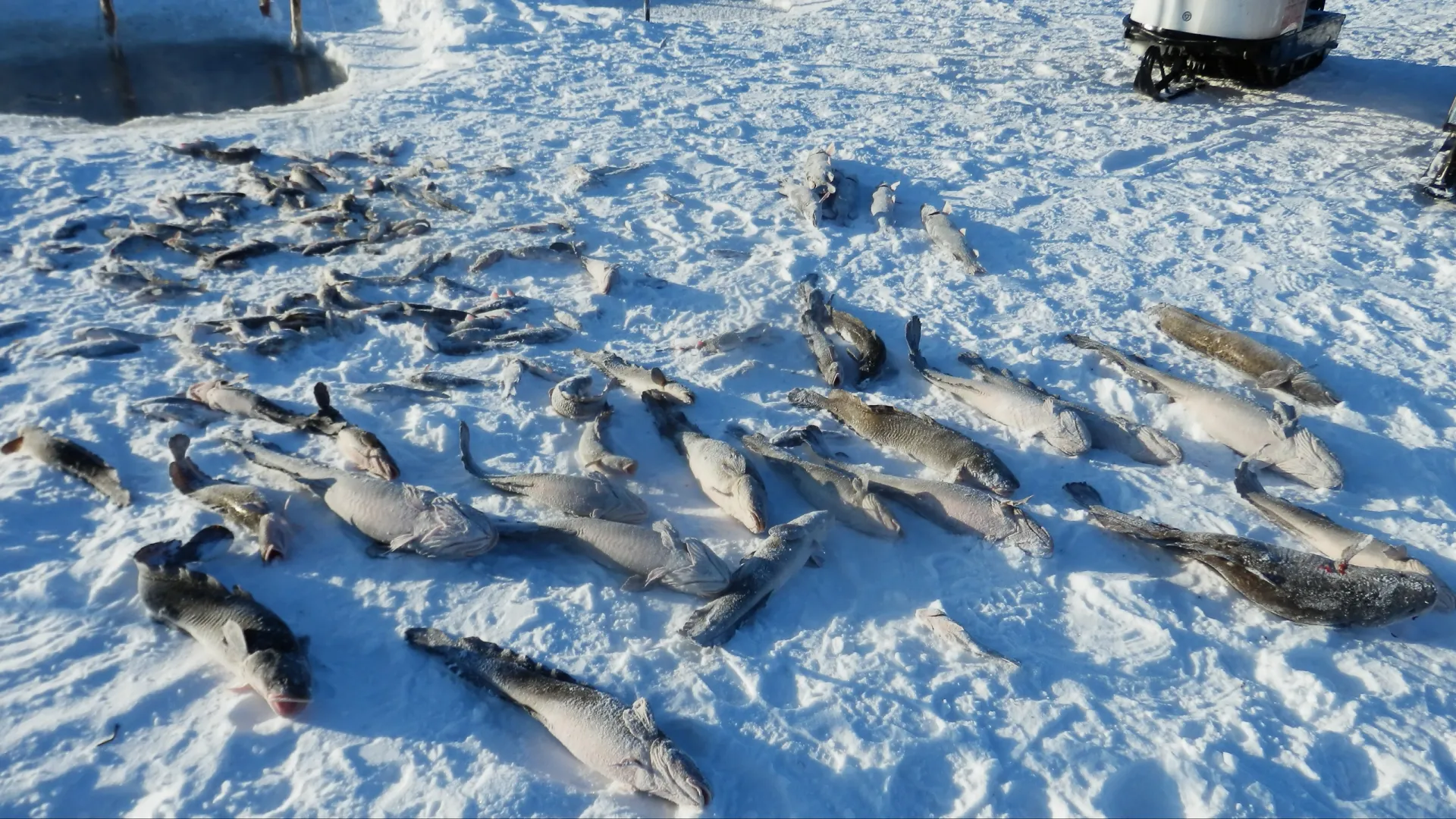 Зимой пойманную рыбу раскидывают прямо на лёд, чтобы заморозить. Фото: Владимир Ганчерко / «Ямал-Медиа»