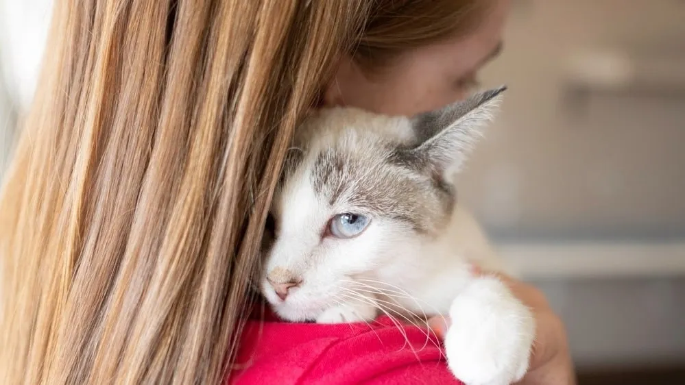 Даже котики бывают стеснительными. Фото: Abigail Reeds/Shutterstock/Fotodom