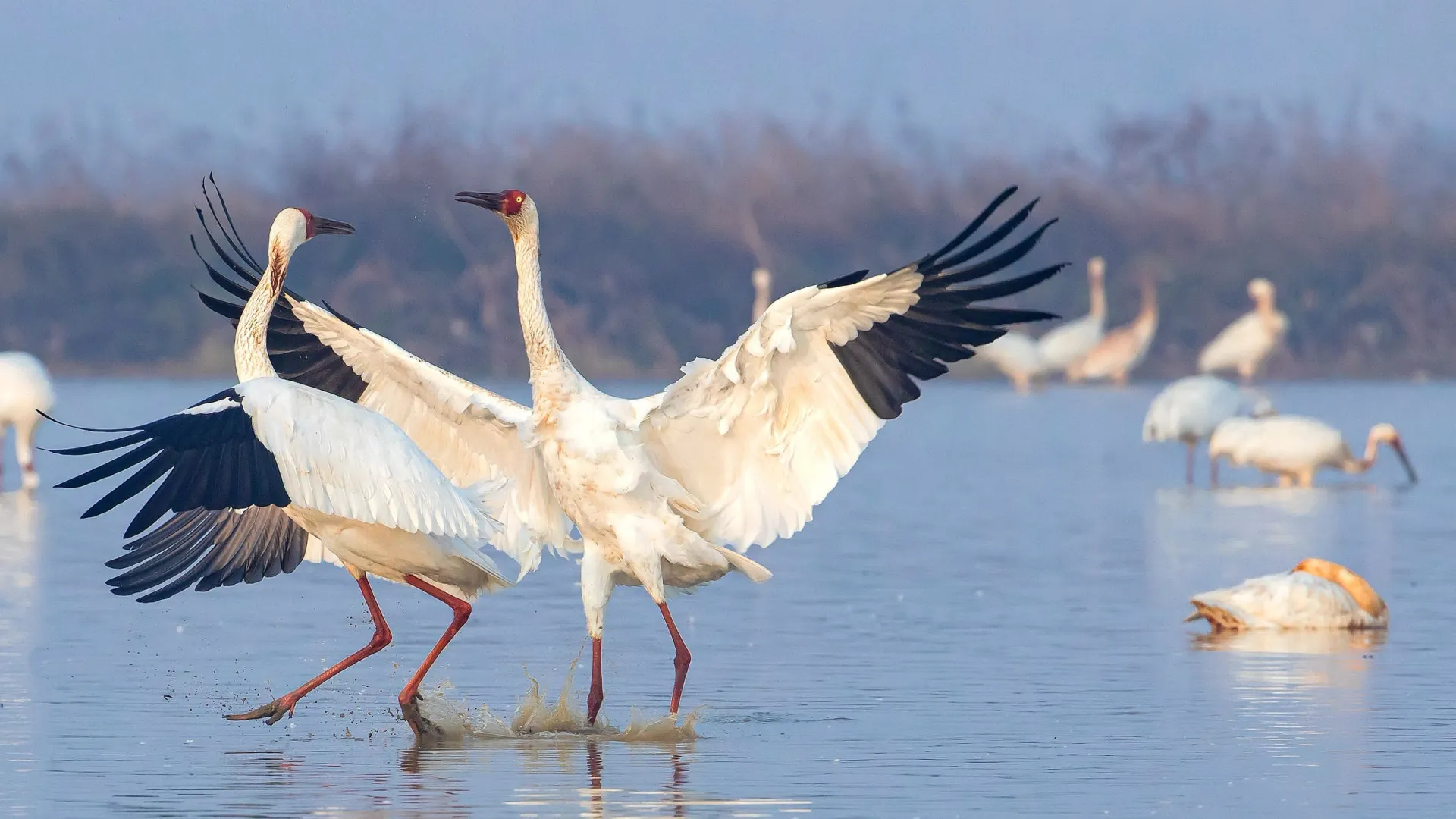 Фото:Wang LiQiang/ Shutterstock/ Fotodom