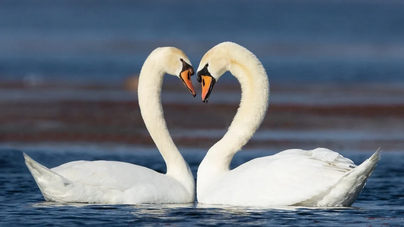 Кому-то повезет в этот день встретить свою любовь. Фото: Keneva Photography/Shutterstock/Fotodom