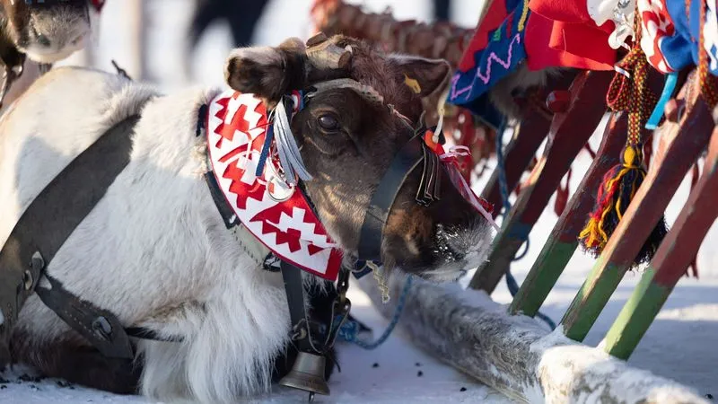 Ноябрян приглашают на народные гулянья в честь оленеводов. Фото: Сергей Зубков / «Ямал-Медиа»