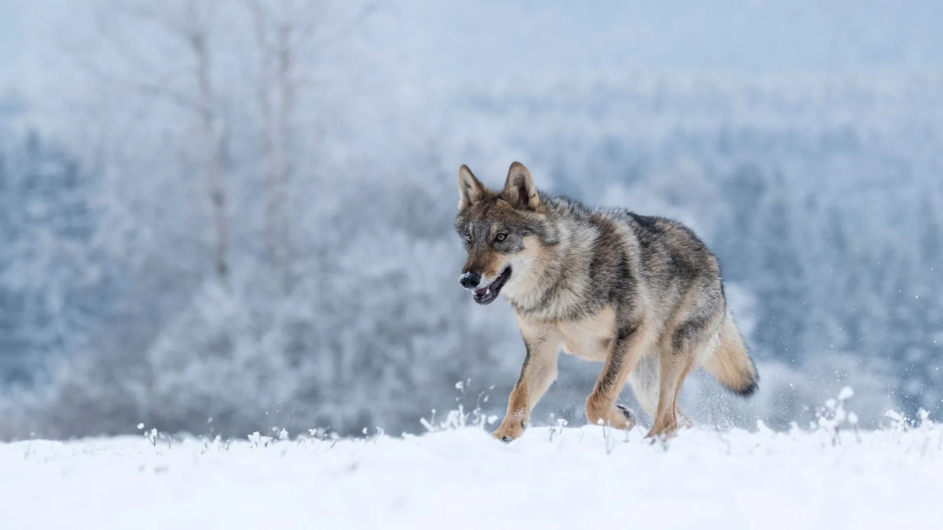 На Ямале обитают три вида волков - полярный, сибирский и тундровый. Фото: Vlada Cech / shutterstock.com / Fotodom