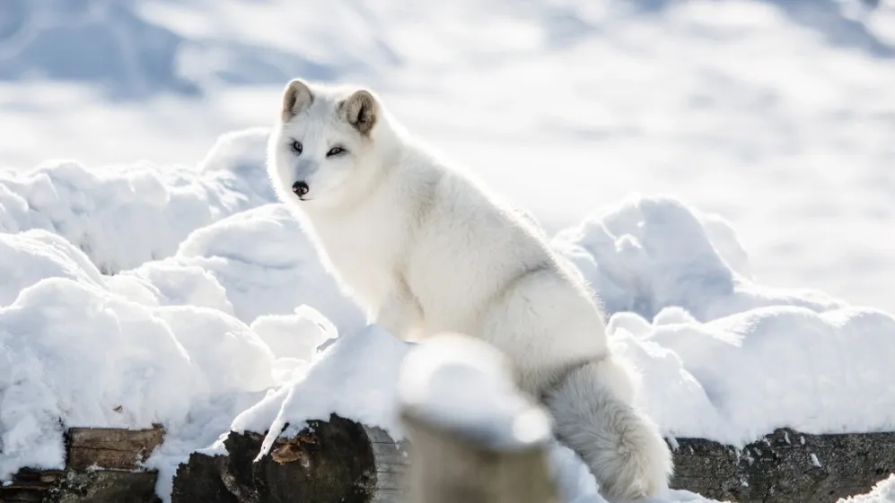 Арктический лис — песец. Фото: Fitawoman/Shutterstock/ФОТОДОМ