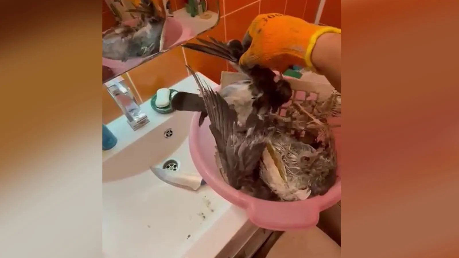 Мертвыми птицами было забито вытяжное отверстие в ванной. Фото: стоп-кадр видео vk.com/nurengoy