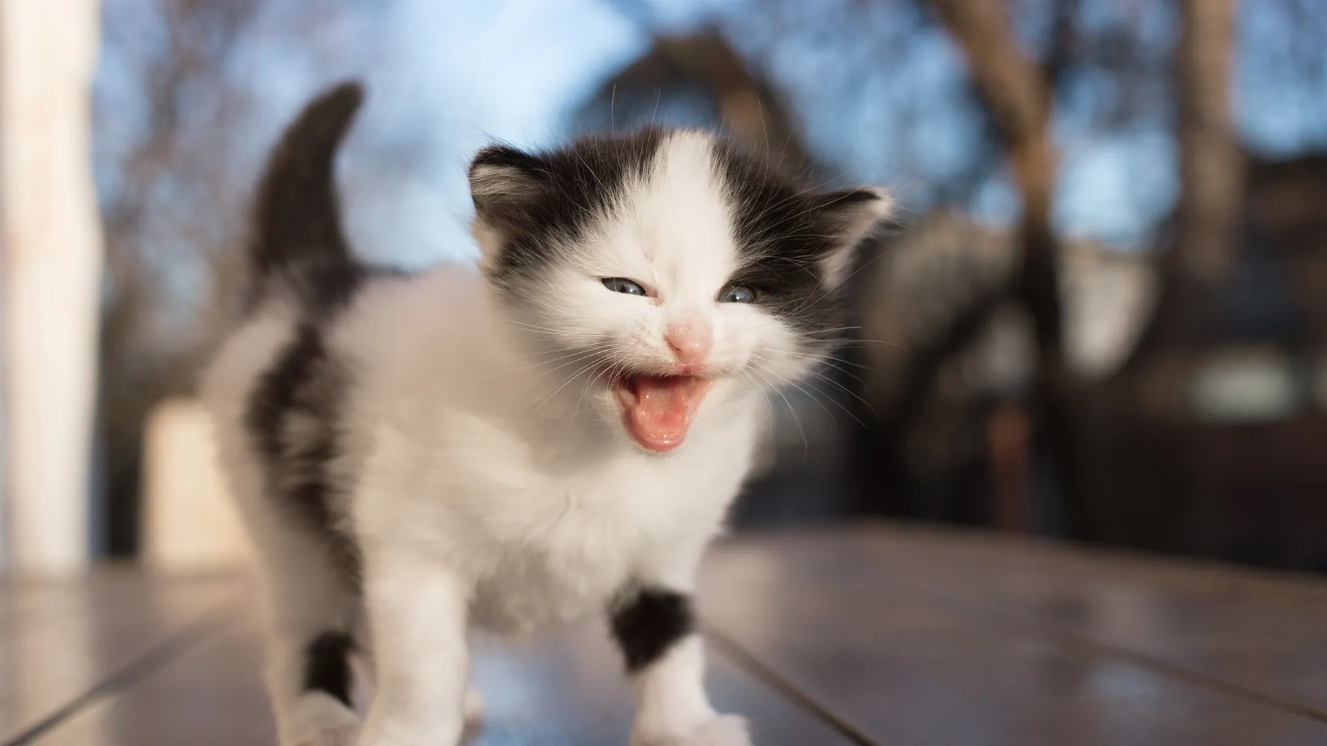 Котенок вырастет, а привычка мяукать, когда что-то не так, — останется. Фото: Anna Pasichnyk / Shutterstock / Fotodom