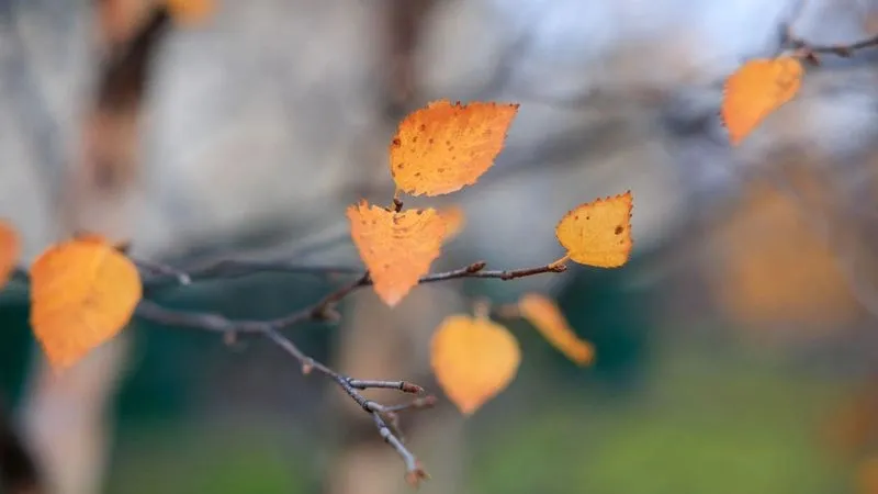 Последнюю листву сорвет с веток сильными ветрами. Фото: Юлия Чудинова / «Ямал-Медиа»