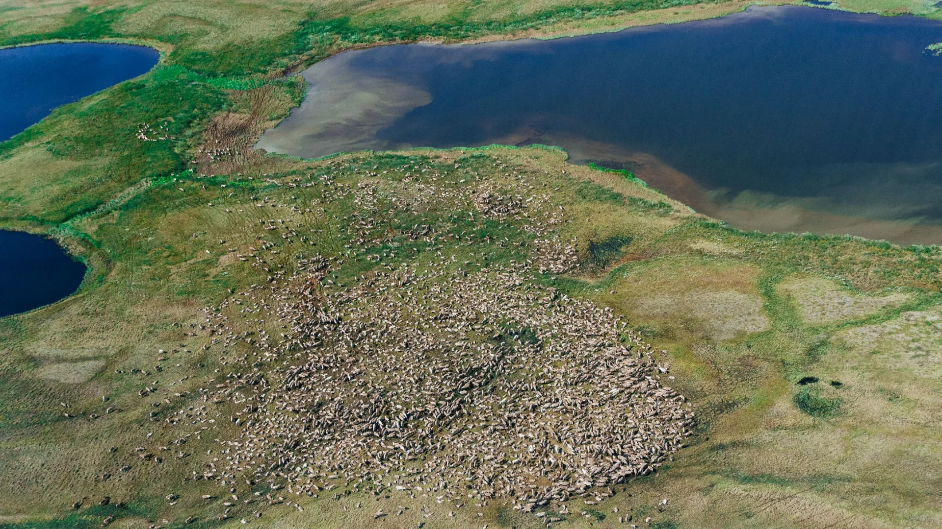 Стадо оленей с высоты птичьего полета. Фото: Юлия Чудинова