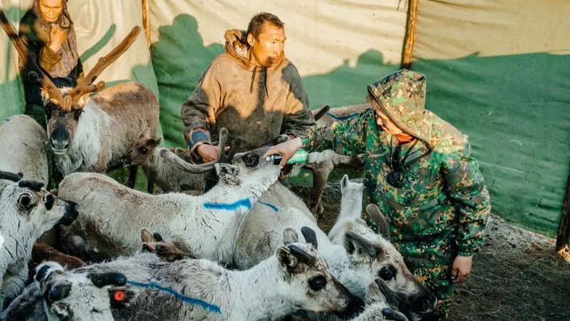 Для удобства работы по чипированию и вакцинации, оленей заводят в загоны. Фото: Юлия Чудинова / "Ямал-Медиа"