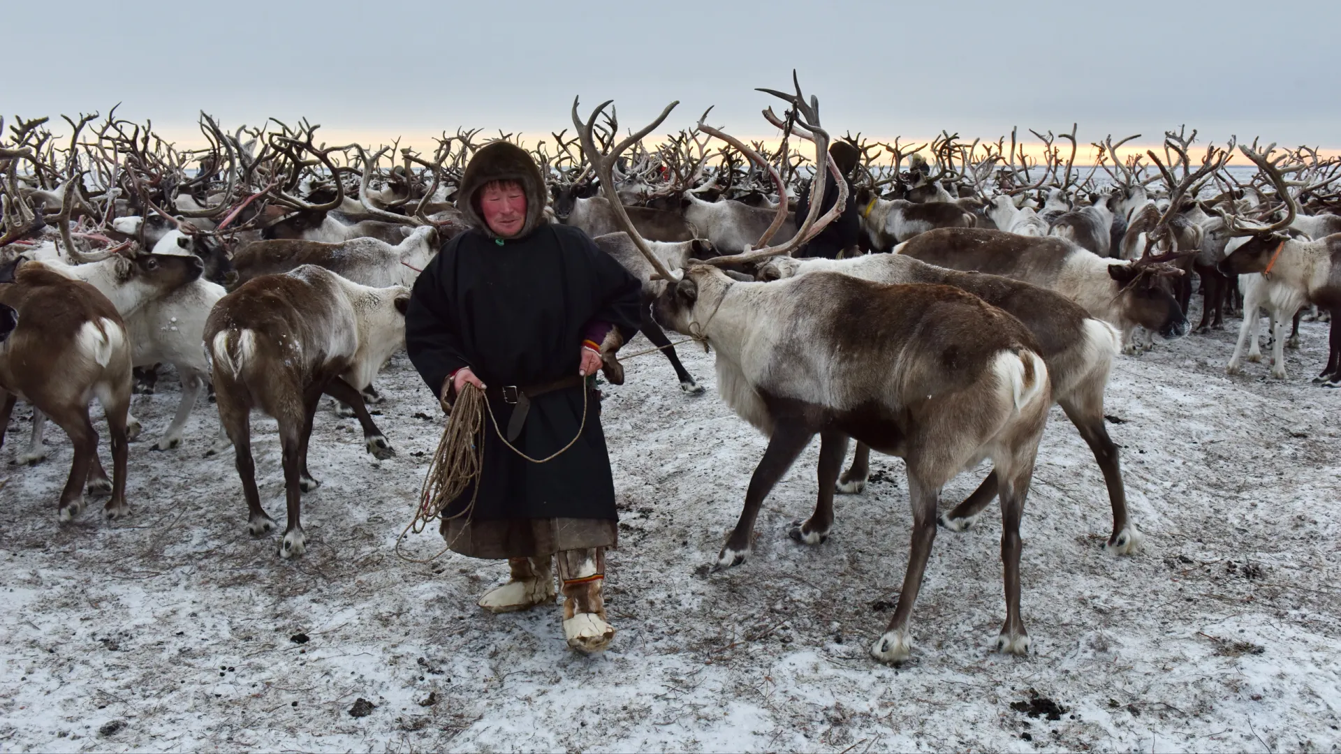 Для тундровика стадо — главный источник дохода. Фото: Андрей Ткачёв / «Ямал-Медиа»