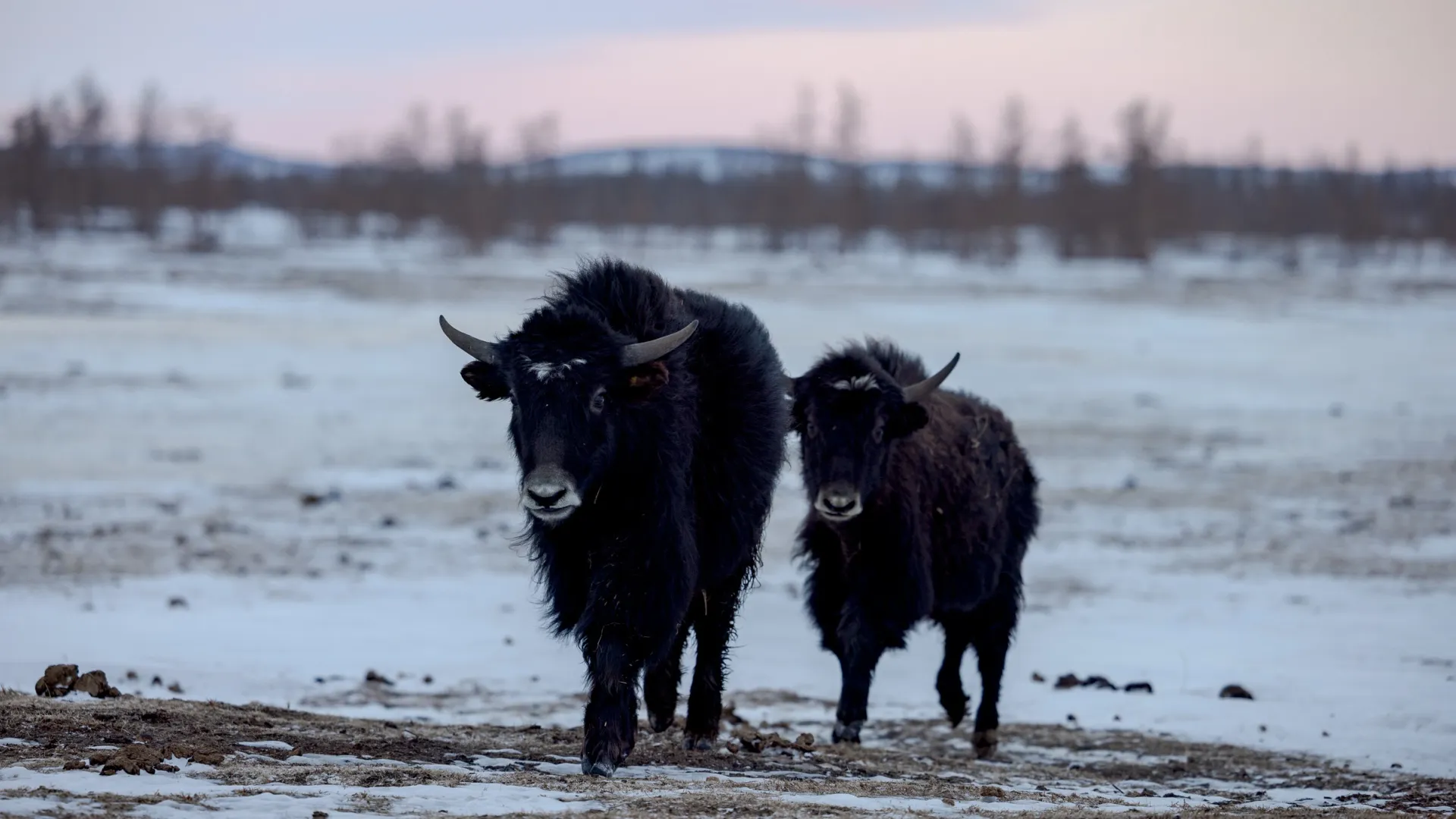 Территорию «Ингилора» яки будут делить с овцебыками и бизонами. Фото: Сергей Зубков / «Ямал-Медиа»