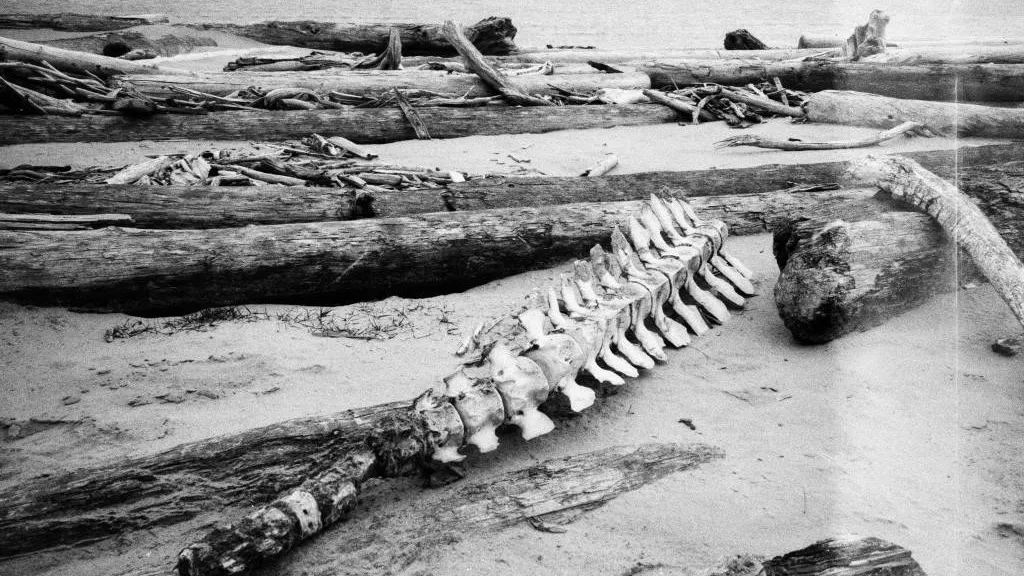 Скелет кита-белухи, обнаруженный во время экспедиции на острове Вилькицкого. Фото: Александр Яковлев