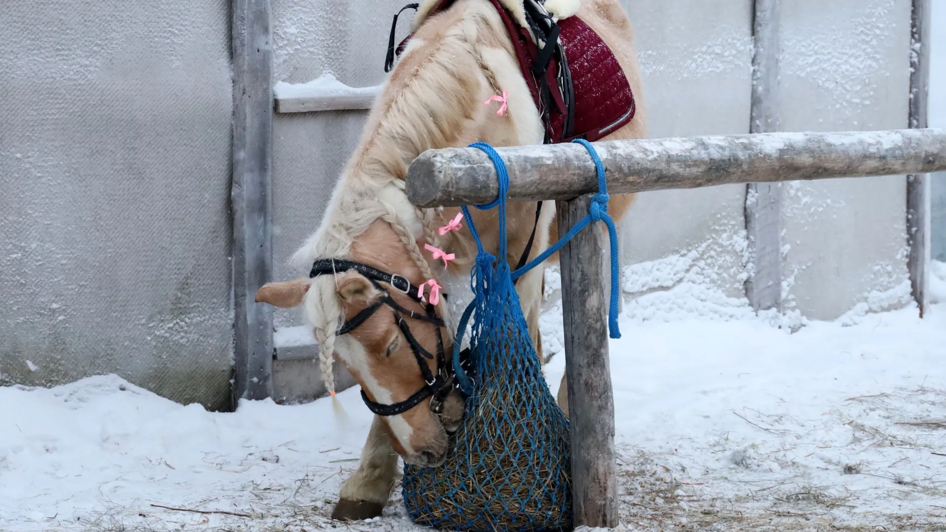 Фото: Василий Петров / «Ямал-Медиа»