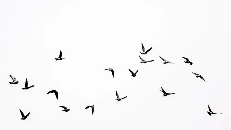 Стая птиц над домом 7 мая — к удаче. Фото: Maxagar /Shutterstock/