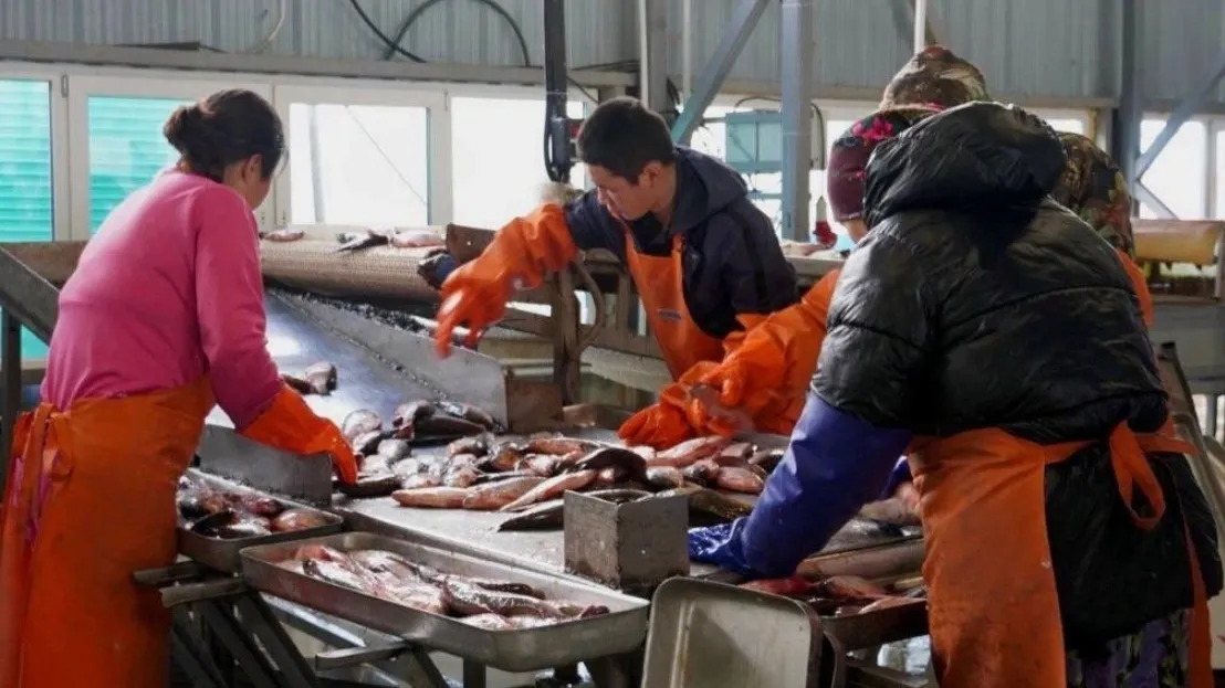 К концу осени рыбаки из Аксарки планируют вытянуть сетями еще 170 тонн рыбы. Фото: t.me/sakal89