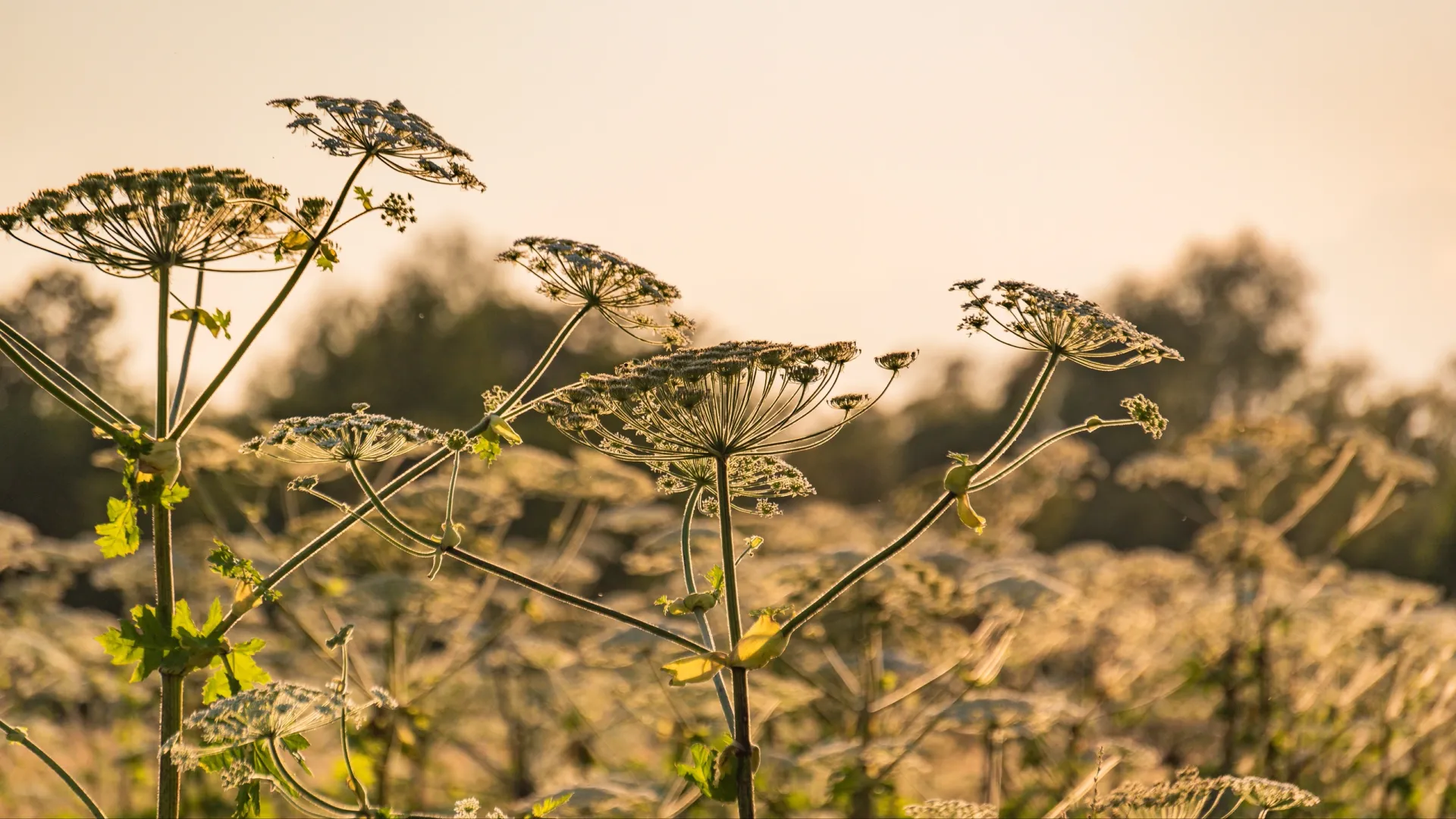 Борщевик опасен для человека с весны до осени. Фото: Lyudmila Lucienne / Shutterstock / Fotodom