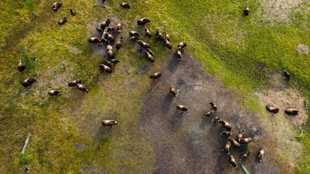 Стадо овцебыков с высоты птичьего полета. Фото: Ярослав Соколкин