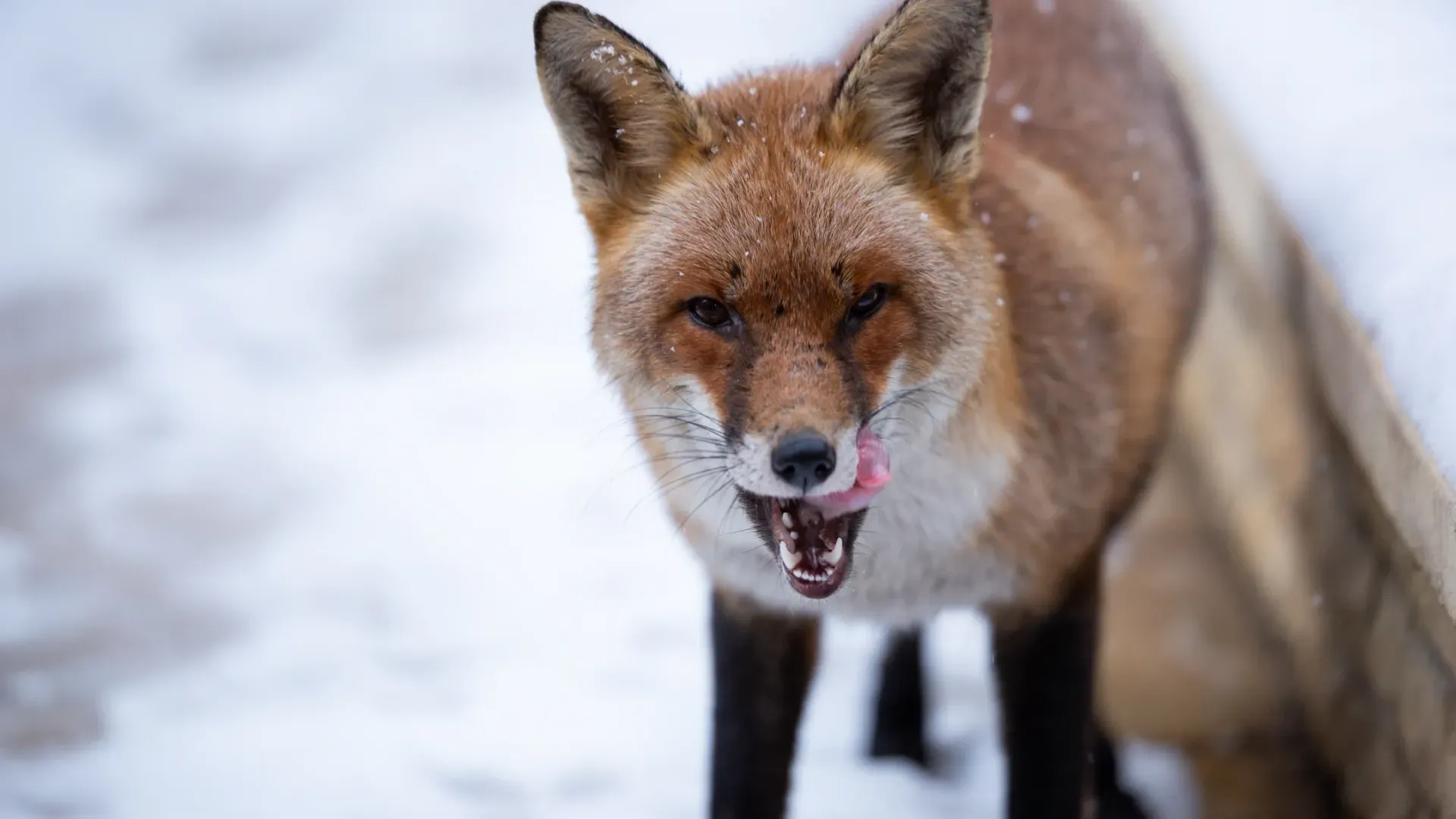 Голодная лиса гуляет по Новому Уренгою. Фото: Leonid Lev/Shutterstock/Fotodom