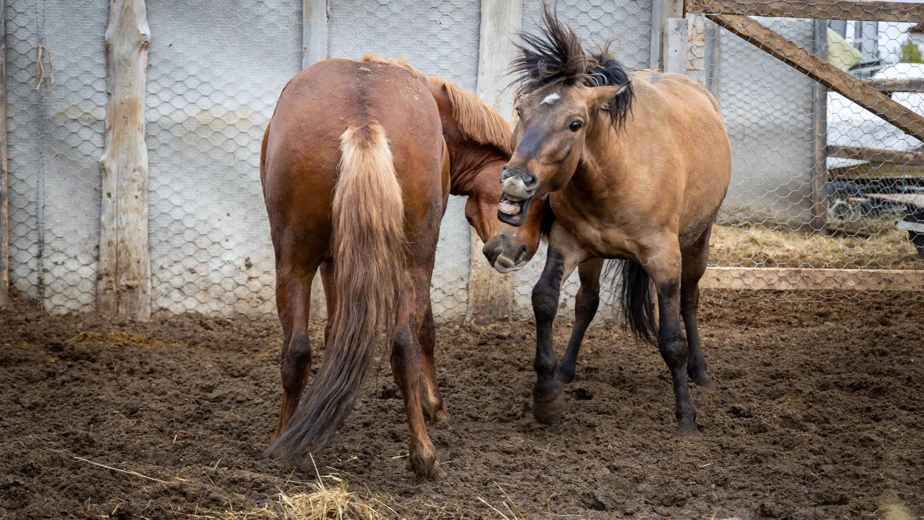 Лошади очень дружны и между собой. Фото: Фёдор Воронов / «Ямал-Медиа»