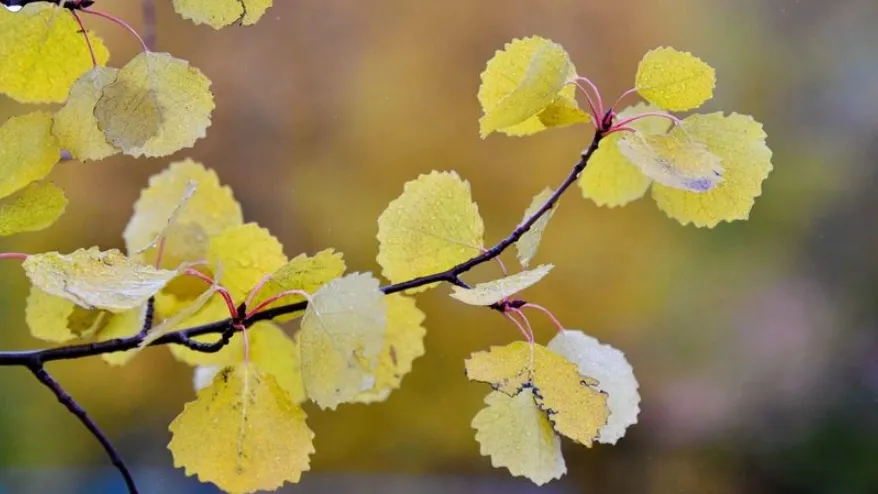 Осень постепенно золотит листву. Фото: Андрей Ткачёв / «Ямал-Медиа»