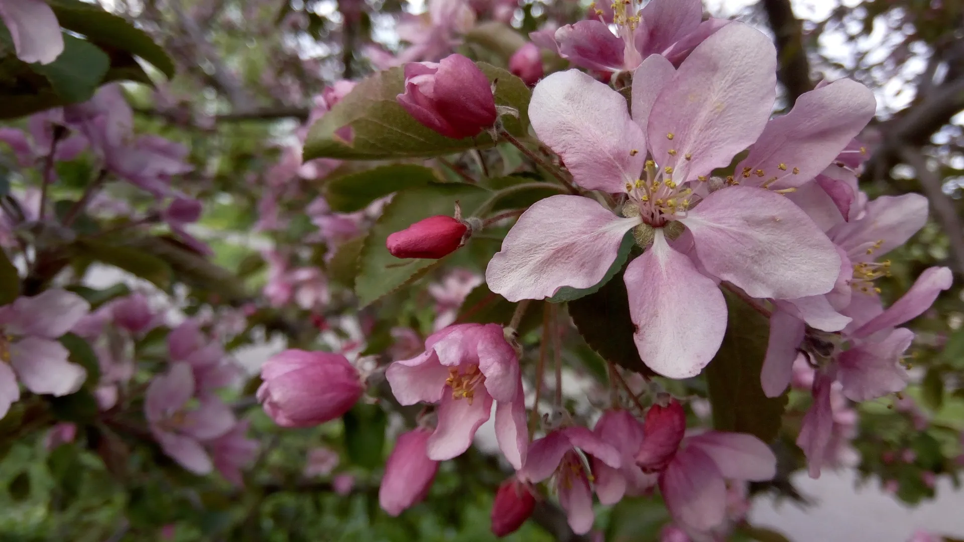 Упавший цветок яблони означал для девушки скорую встречу с суженым. Фото: Юлия Терешина / АНО «Ямал-Медиа»