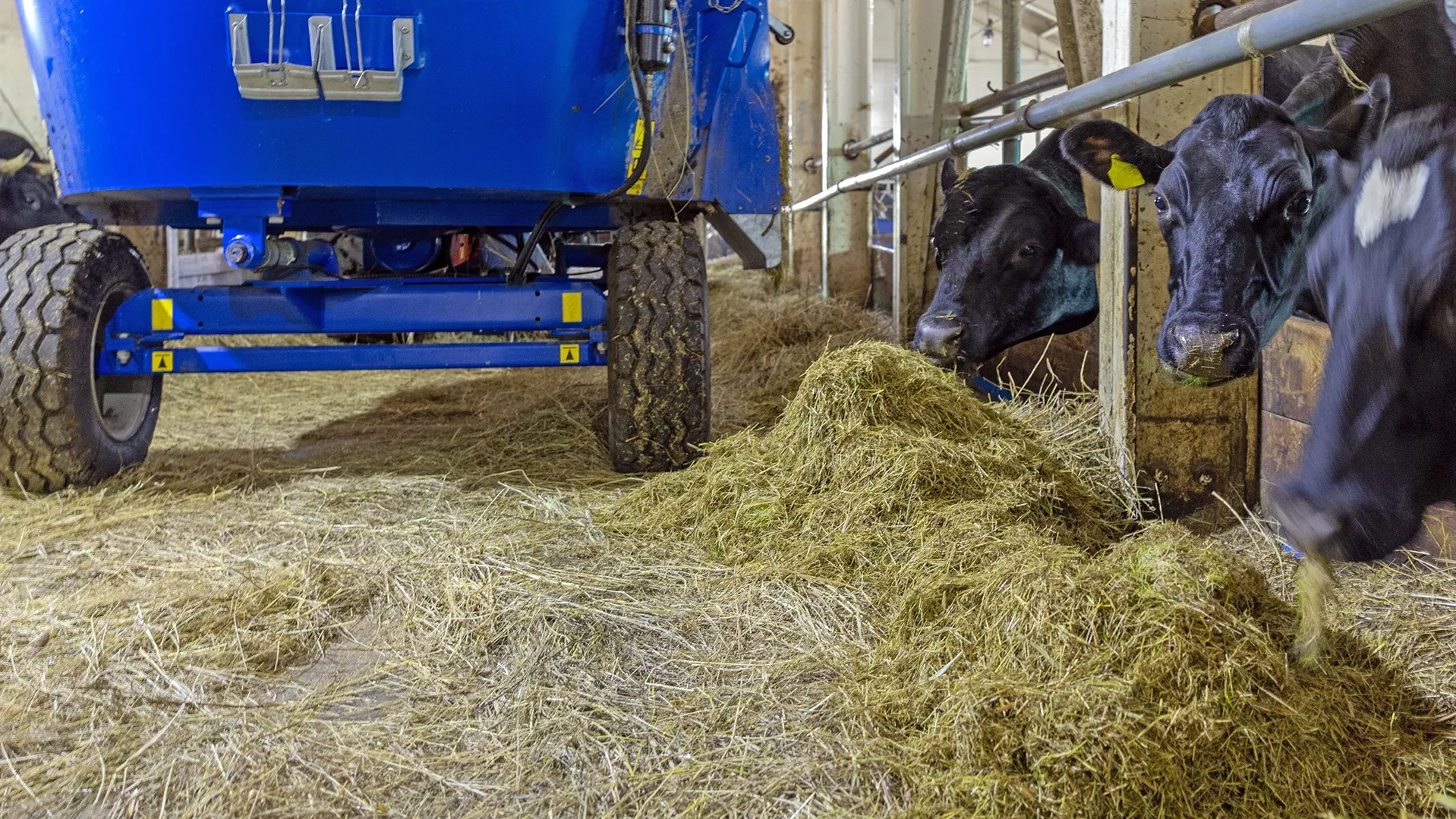 Измельченный зеленый корм порциями подается коровам. Фото: Федор Воронов / «Ямал-Медиа»