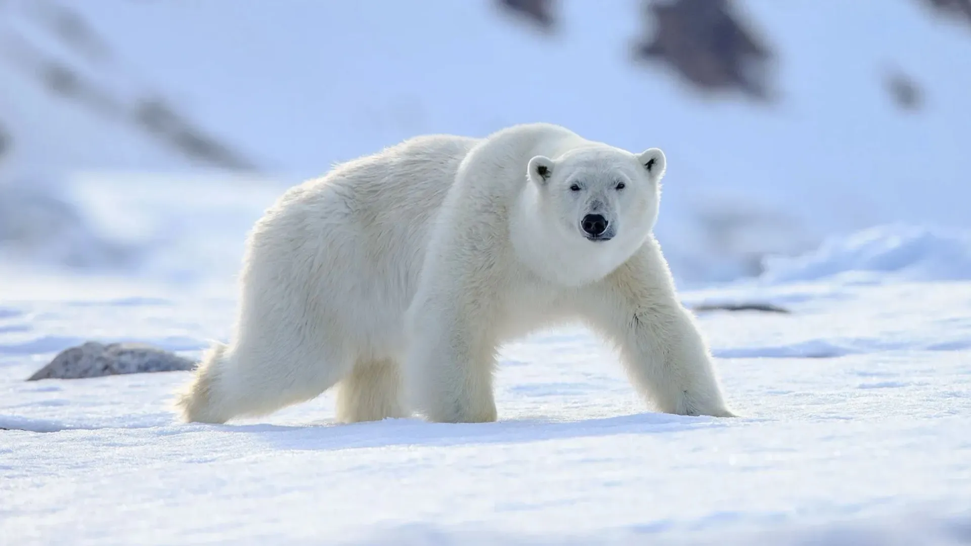 Белые медведи очень редко заходят в факторию. Фото: Vaclav Sebek / Shutterstock.com / Fotodom