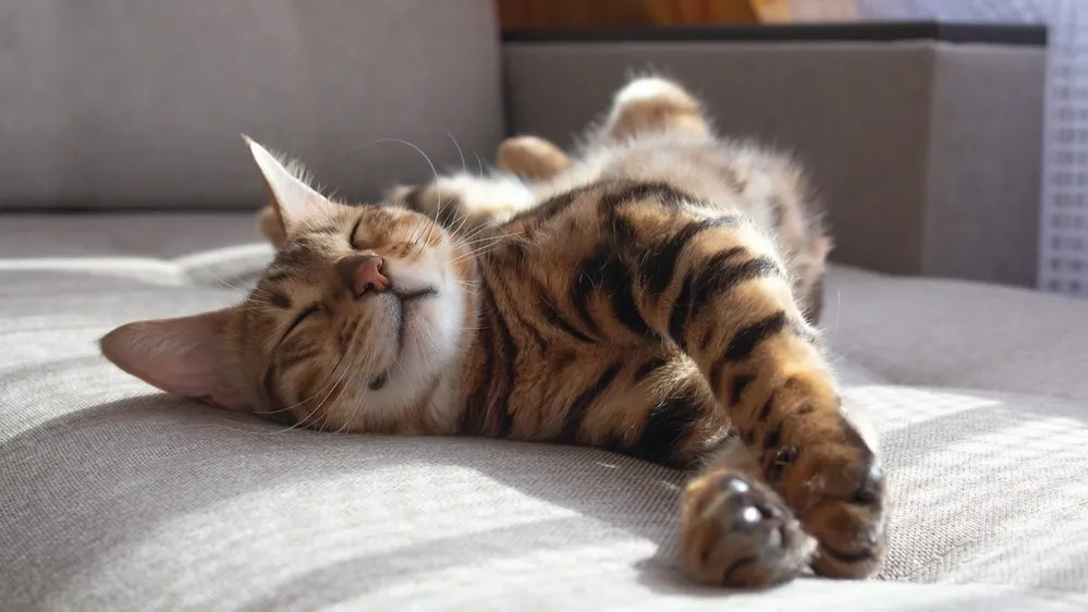Считается, что биоэнергетика кошек и их мурчание положительно воздействует на работу сердечно-сосудистой и нервной систем. Фото: antibydni/Shutterstock/ФОТОДОМ