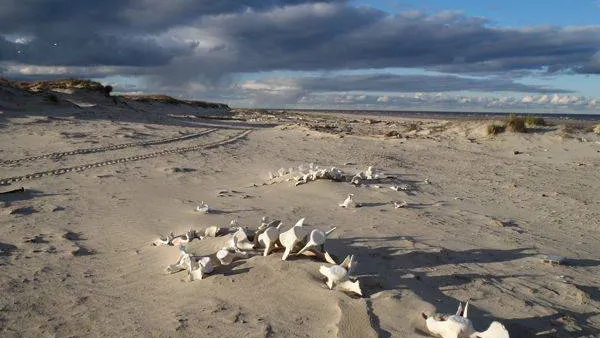 В устье Хэбидя-Яха на песке видны кости белуг. Валентина Окотэтто.jpg