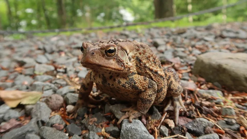 Сталин любил кваканье жаб. Фото: John Arehart/Shutterstock/ФОТОДОМ
