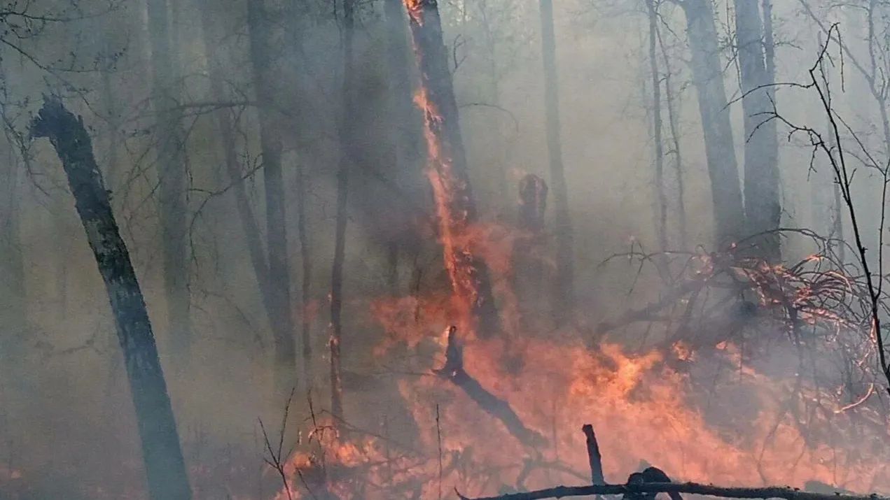 Природный пожар в Курганской области. Фото: предоставлено ГКУ «Ямалспас»