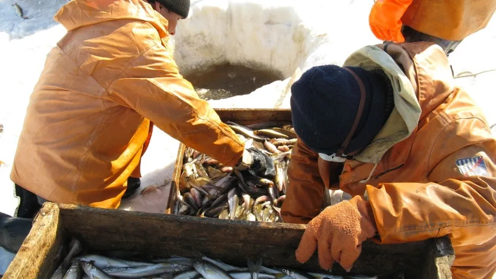 Рыбаки предприятия будут пробовать новые орудия лова живого серебра. Фото: dapk.yanao.ru