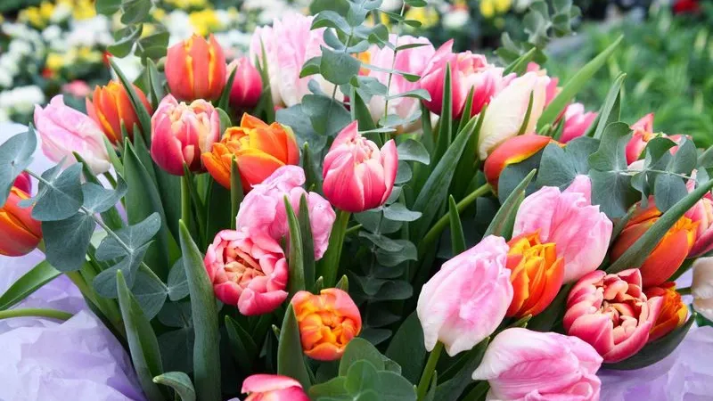 В Ноябрьске цветоводы к празднику вырастили 250 тысяч тюльпанов. Фото: Юрий Здебский / «Ямал-Медиа»