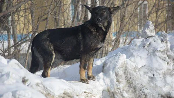 Бродячая собака на улице Щорса. Фото: Андрей Ткачёв / «Красный Север»