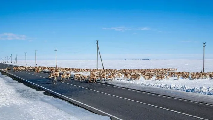 Стада северных оленей могут выйти на дорогу по пути на новые пастбища Фото: evgenii mitroshin / shutterstock.com / Fotodom